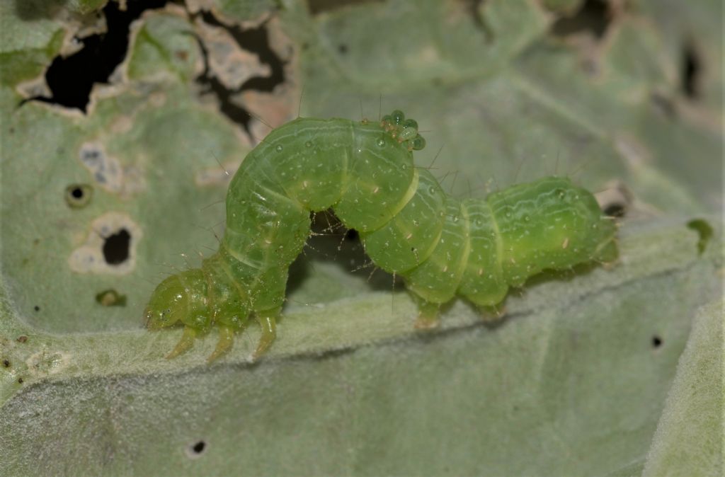 Bruchi di...  Chrysodeixis chalcites (cfr.) - Noctuidae